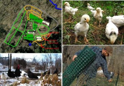 Rotational Chicken Pasture Update Image